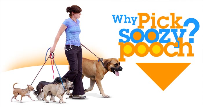 hire dog trainer philadelphia